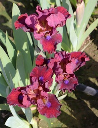Robust Claret