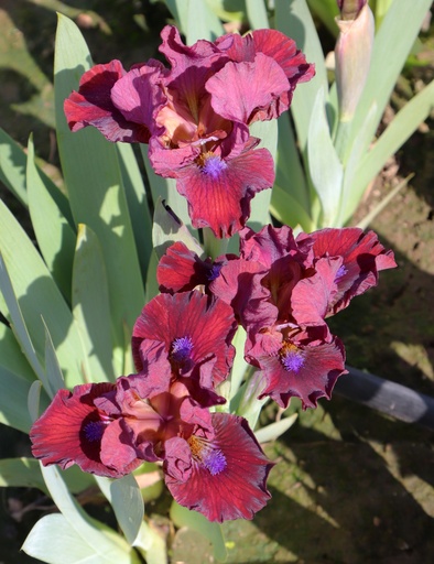 Robust Claret