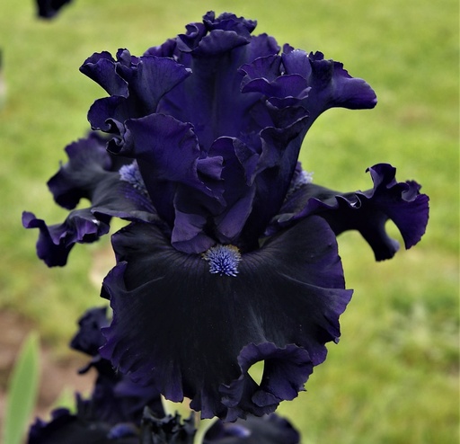 Karakul