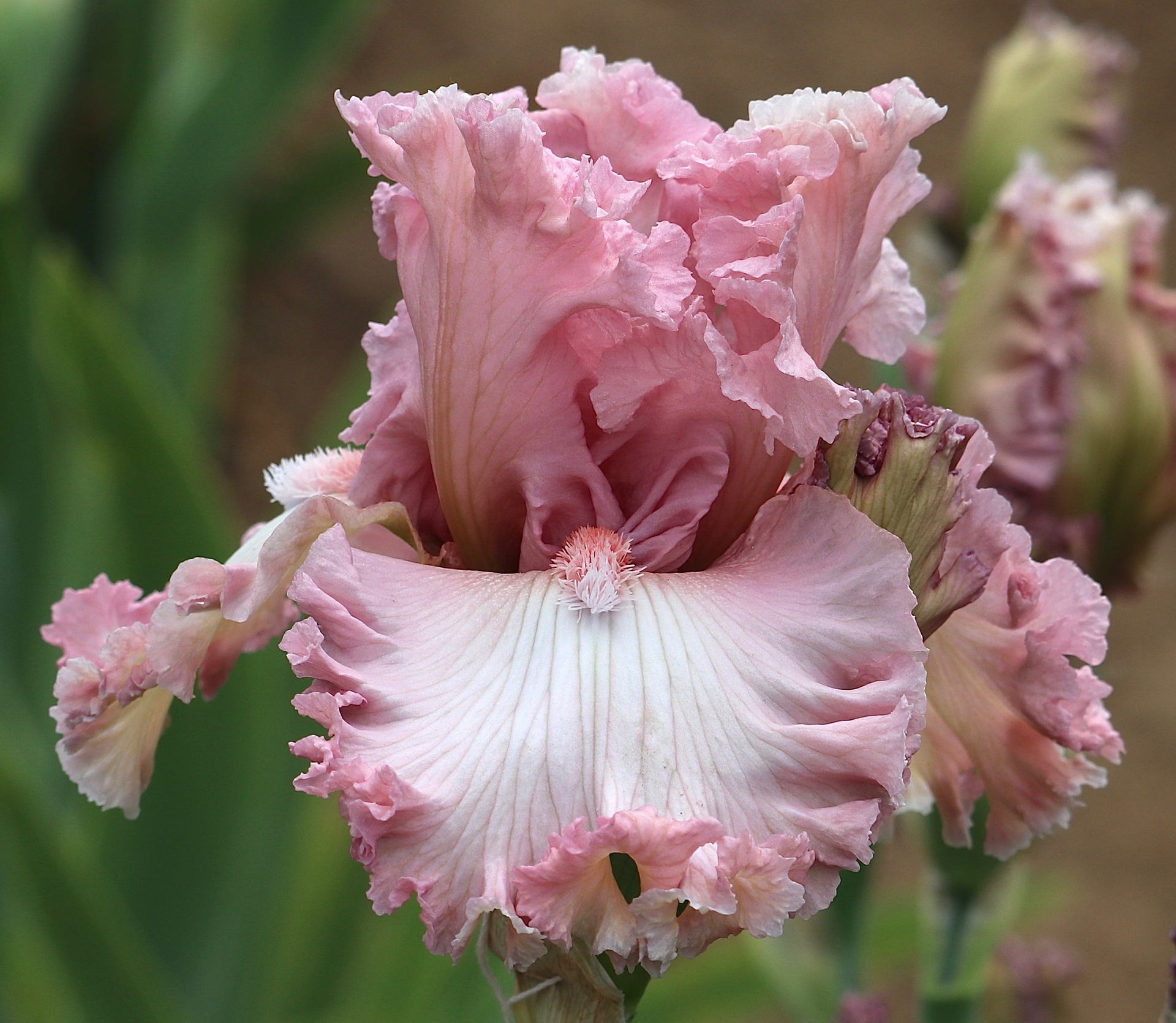 Found A Love | Mid-America Garden