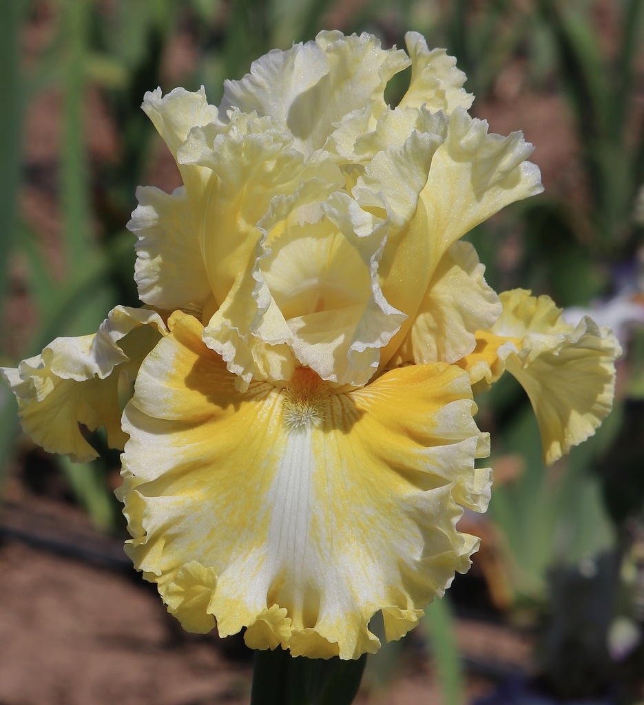 On Angel Wings MidAmerica Garden