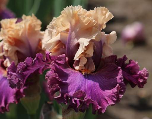 Something To Talk About