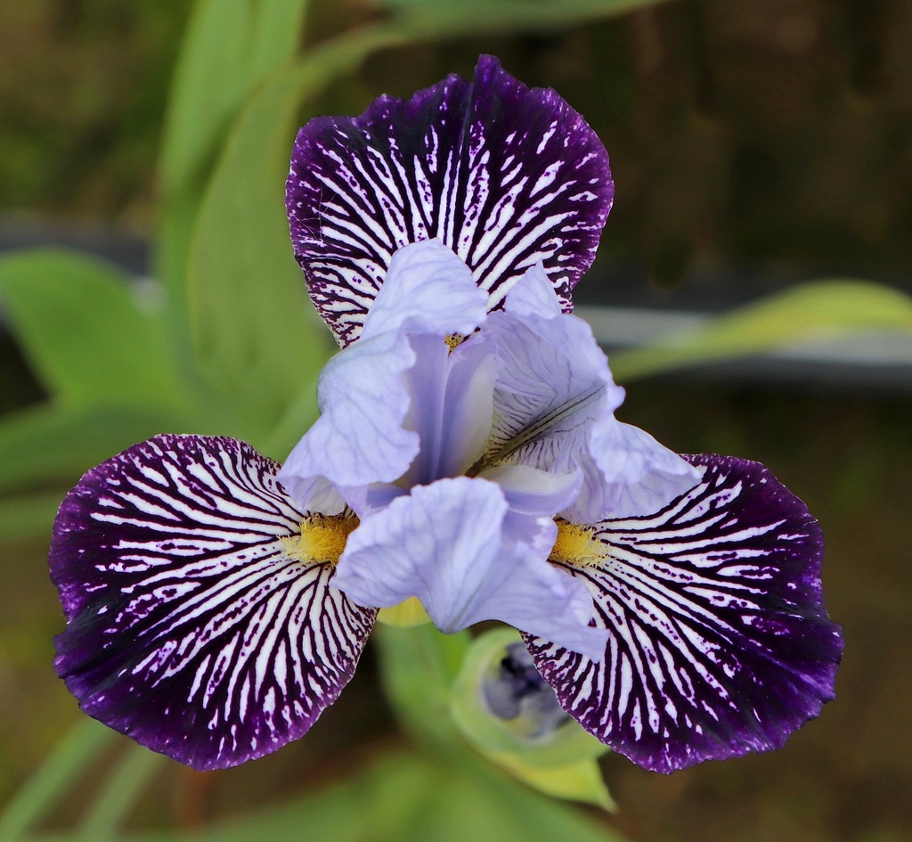 Amethyst Starburst | Mid-America Garden
