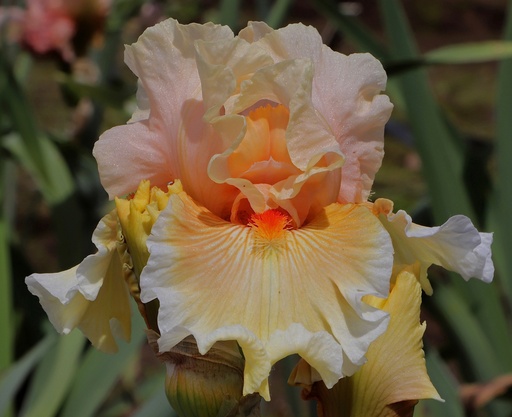 Garden Appeal