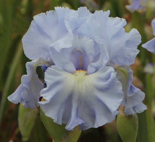 Magic Blue