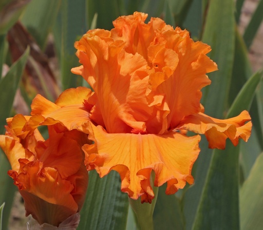 Orange Blast