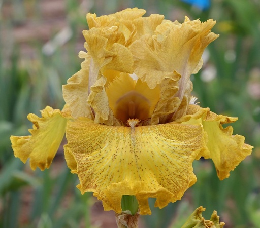 Lemon Peel