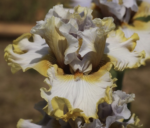 Desert Chaparral