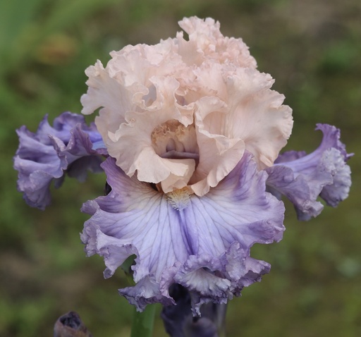 Satin Ruffles