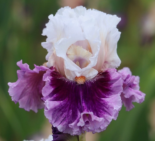 Burst Of Inspiration