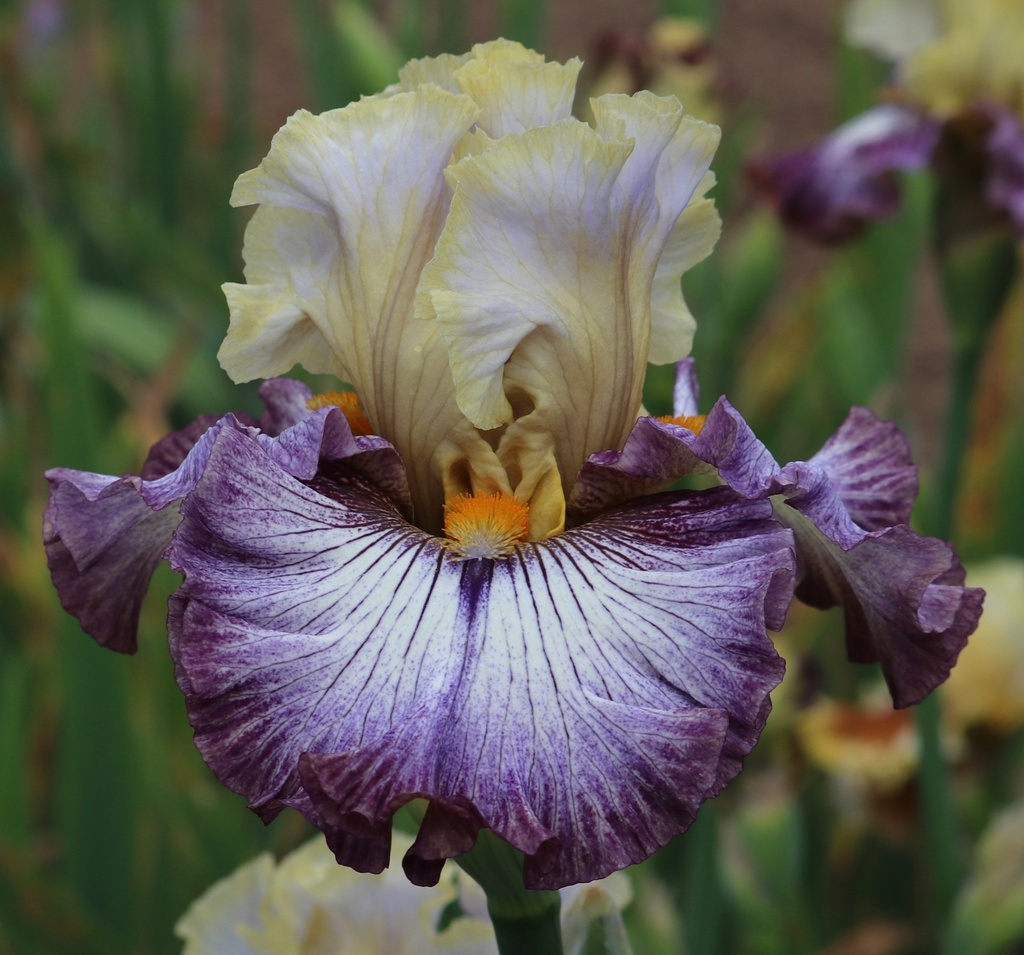 Complexity Mid America Garden