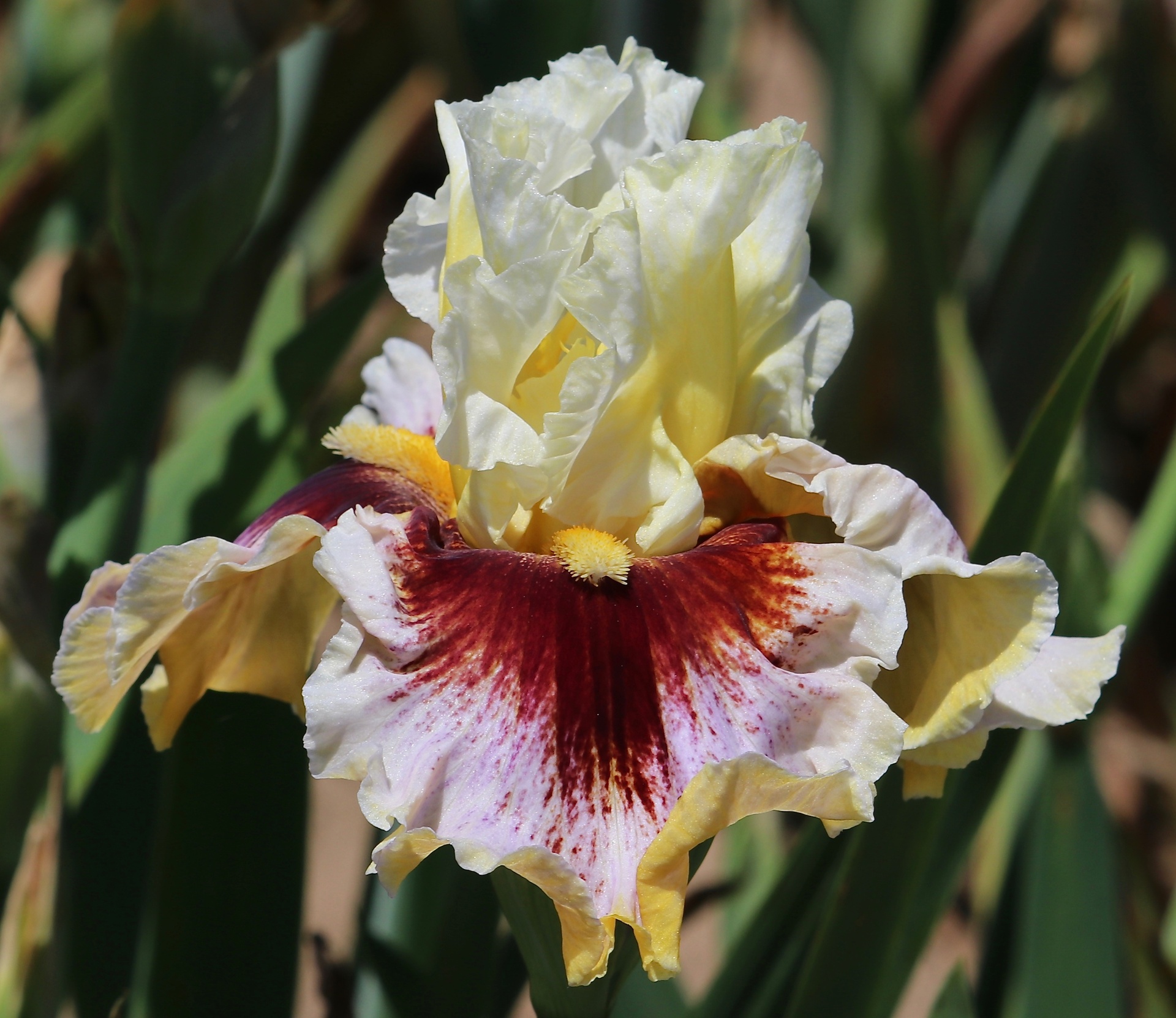 Falcon Heart | Mid-America Garden