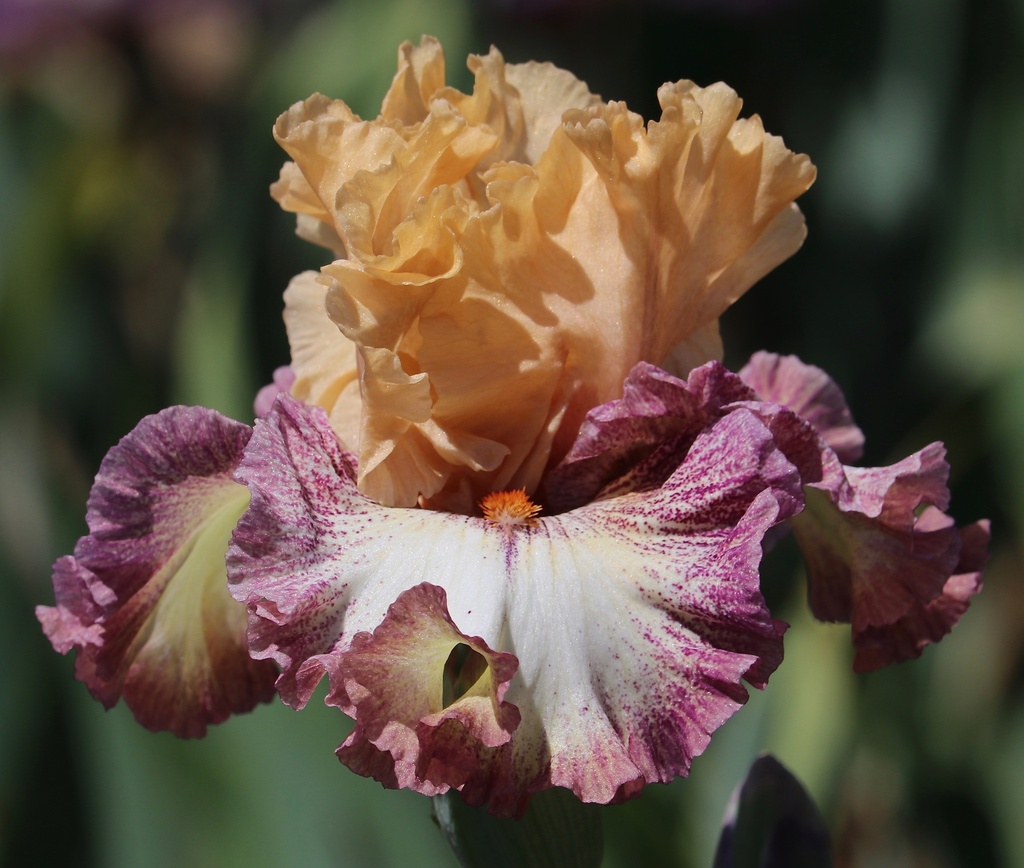 Happy Girl | Mid-America Garden