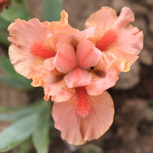 Coral Chips