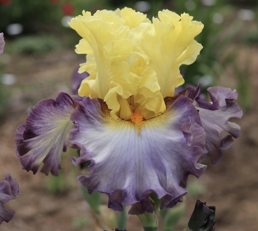 Goddess Of The Rainbow