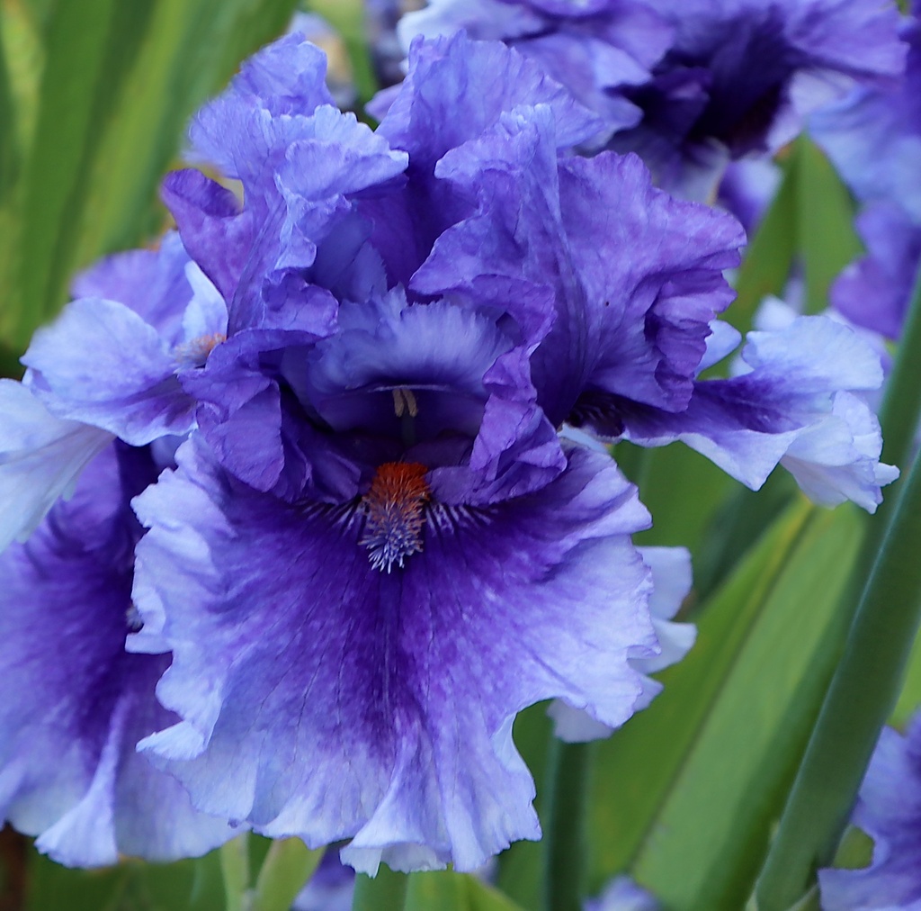 Variation On A Theme Mid America Garden