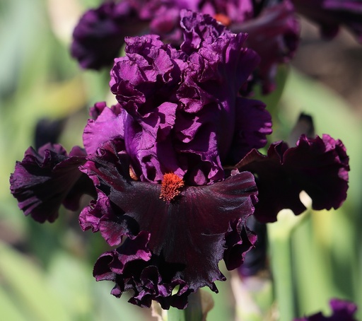 Dressed For The Occasion