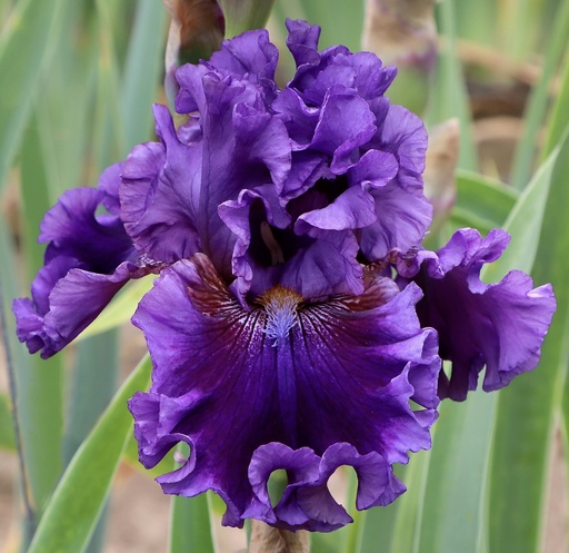 Purple Pleasure