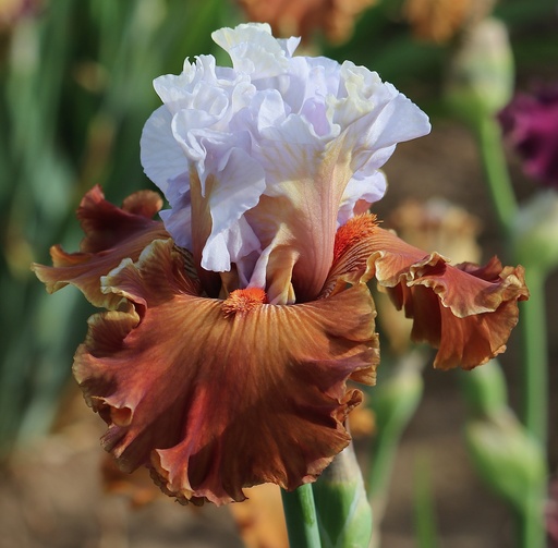 Mission Accomplished