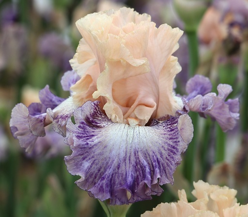 Understatement
