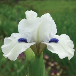 Bluebeard's Ghost
